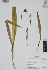 Tigridia rzedowskiana image